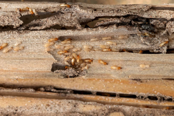 Best Pest Removal Services  in West St Paul, MN